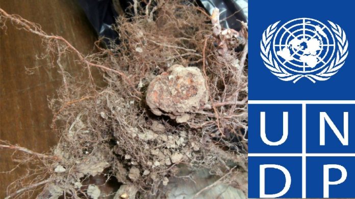 Ko je u ime UNDP-a BiH uvezao zaražene sadnice?