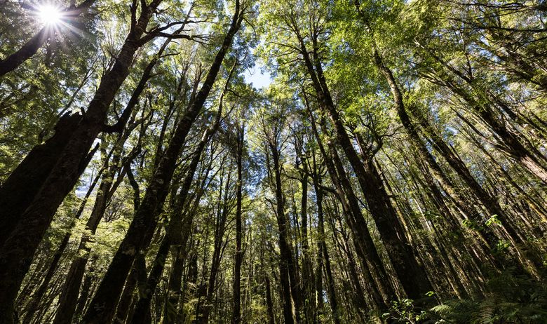 Novi Zeland planira zasaditi milijardu stabala u borbi protiv klimatskih promjena