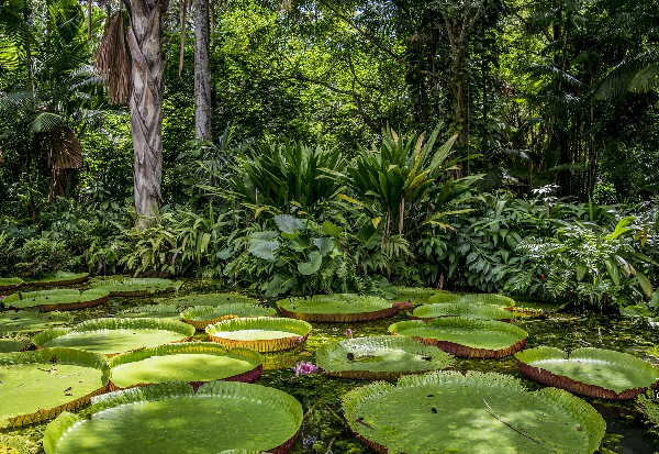 Од усисивача до извора угљен-диоксида – Амазонија на прагу хипертропског стања